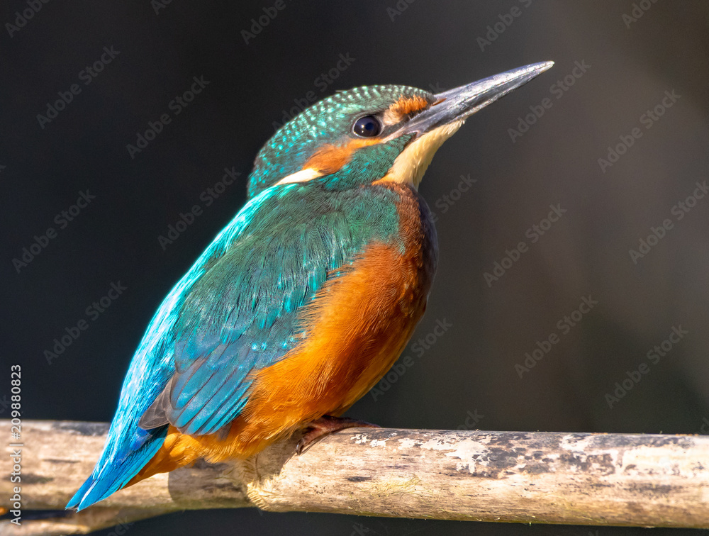 Obraz premium Common Kingfisher
