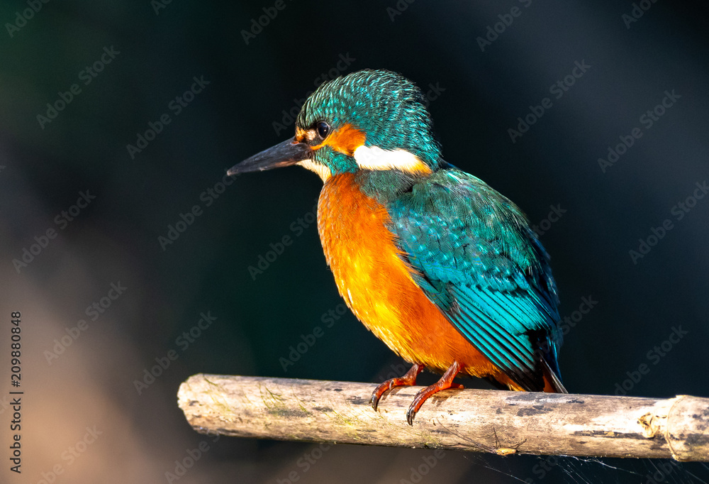 Common Kingfisher