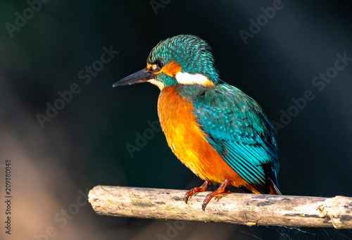 Common Kingfisher © Armin