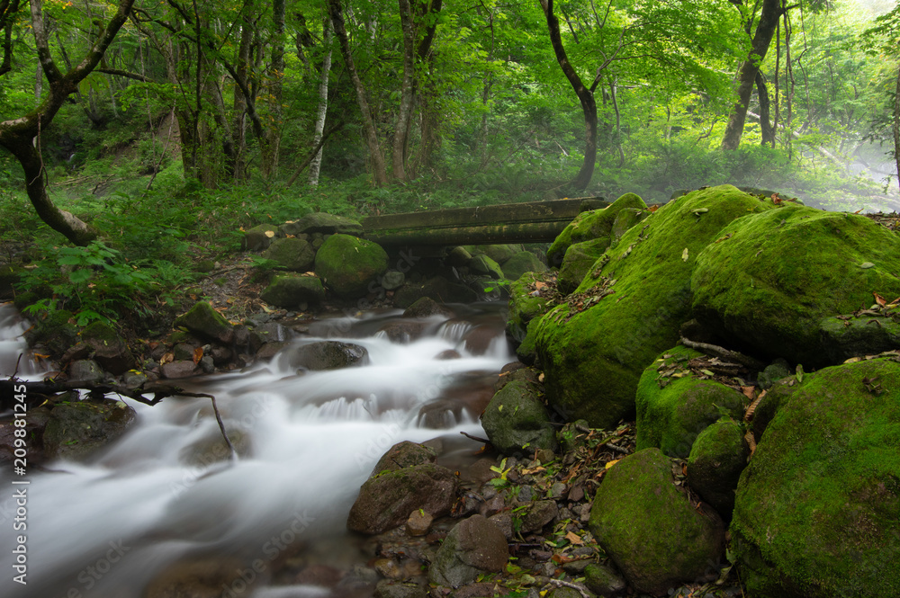 森の中の橋と小川 森の中の橋と小川