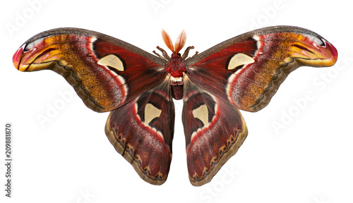 Male giant atlas silk moth, Attacus atlas, isolated on white background. Atlas moth is one of the largest moths in the world. It has snake head-like images on tips of wings and feather-like antennae