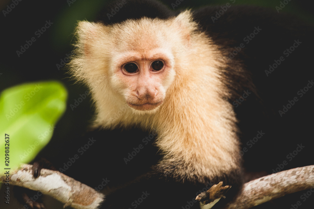 Naklejka premium monkey