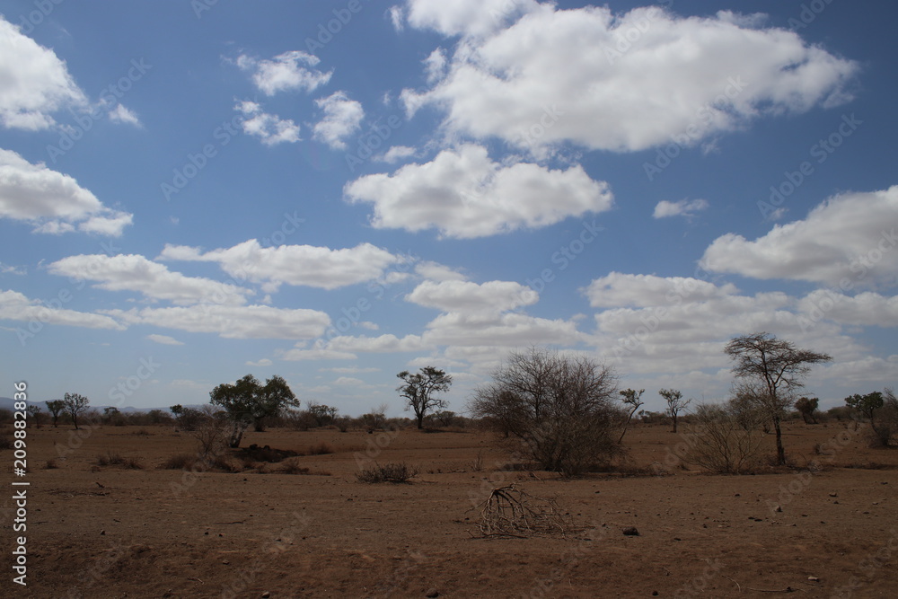 Obraz premium サバンナの風景