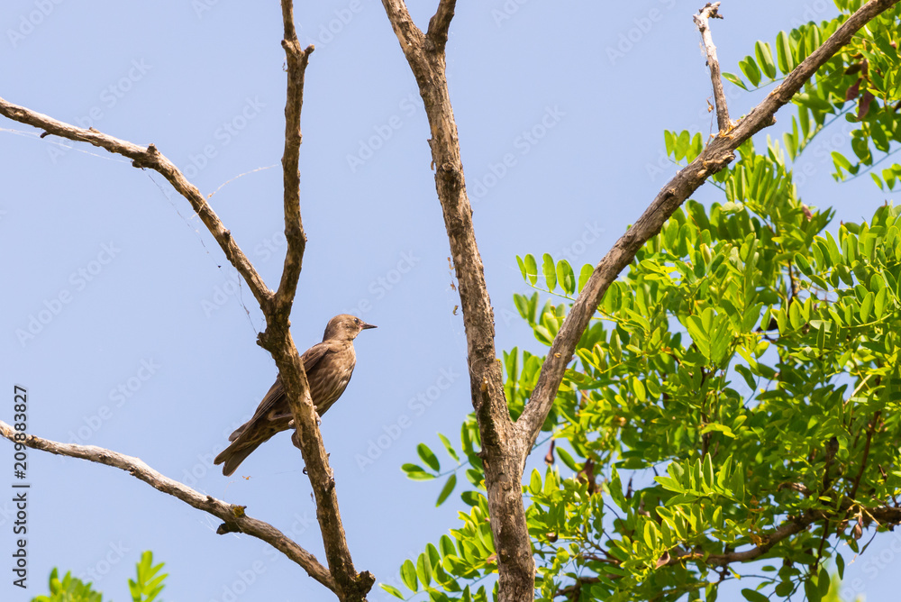 Steppe lark or Melanocorypha calandra on branch of tree Steppe lark or Melanocorypha calandra on branch of tree