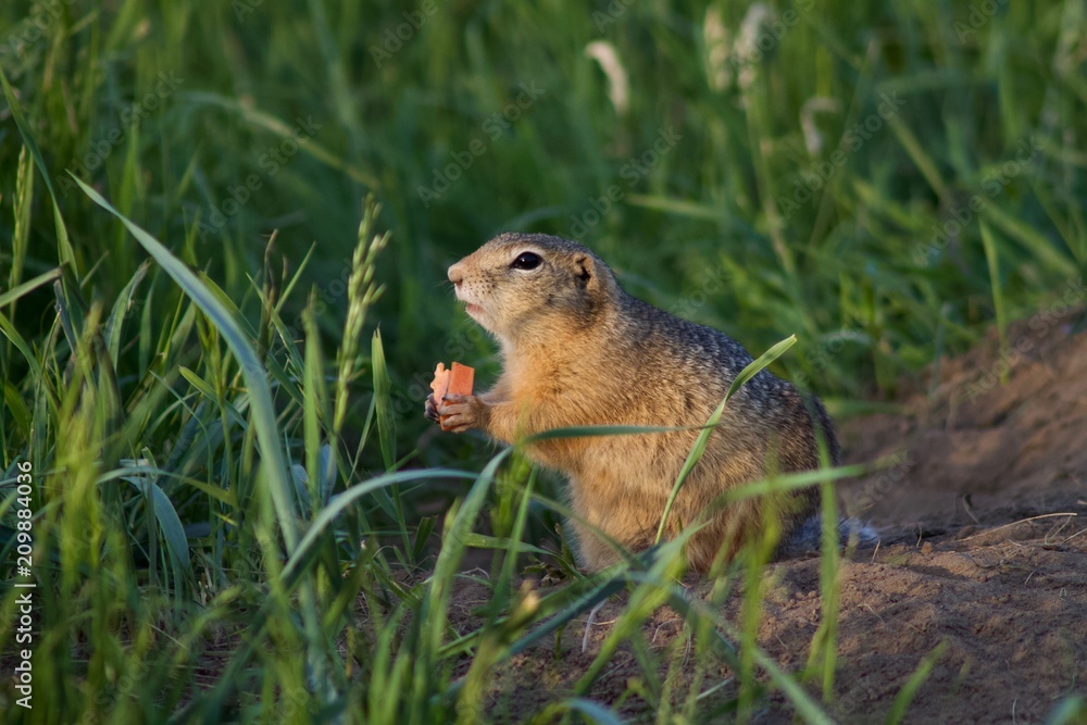Ground squirrel eating carrot near his burrow Ground squirrel eating carrot near his burrow