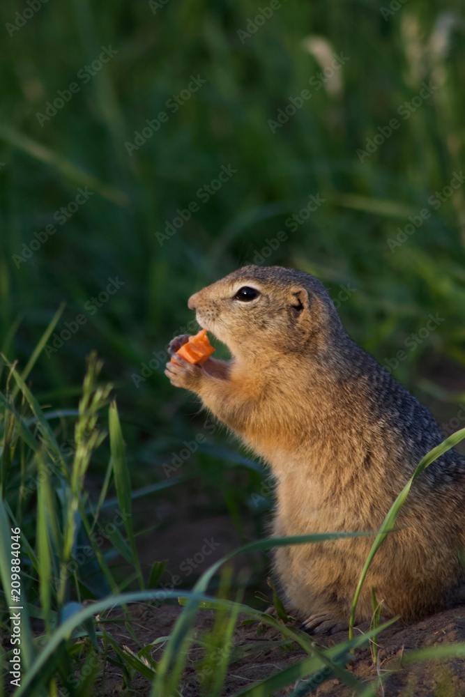 Ground squirrel eating carrot near his burrow