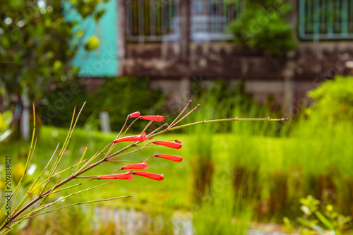 Red flowers or Russelia equisetiformis Schldl in garden. photo