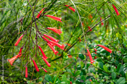 Red flowers or Russelia equisetiformis Schldl in garden. photo