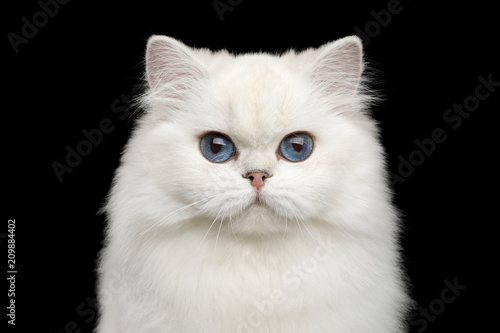 Fototapeta Naklejka Na Ścianę i Meble -  Adorable Portrait of British breed Cat, Pure White color with Blue eyes, looking in Camera on Isolated Black Background, front view