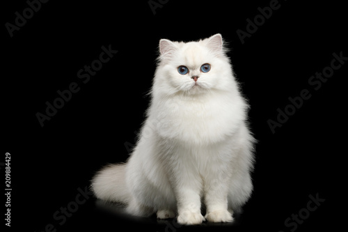 Adorable British breed Cat White color with Blue eyes, Sitting and looking in Camera on Isolated Black Background, front view