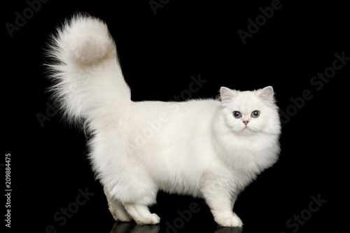 Fototapeta Naklejka Na Ścianę i Meble -  Furry British breed Cat, White color with Blue eyes, Standing with tail up on Isolated Black Background, side view