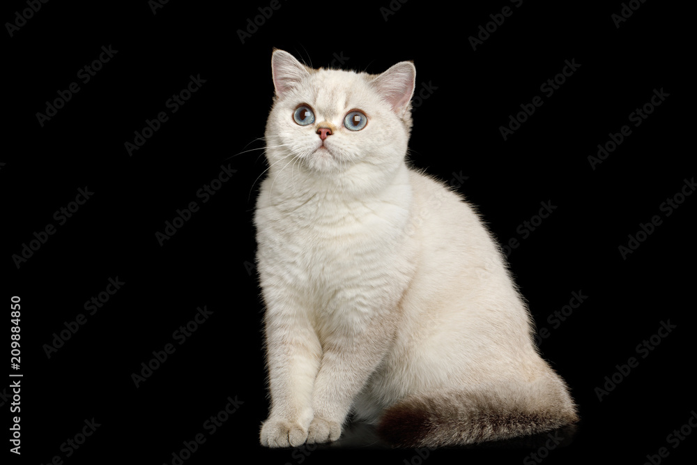 Adorable British breed Cat White color with magic Blue eyes, Sitting on Isolated Black Background