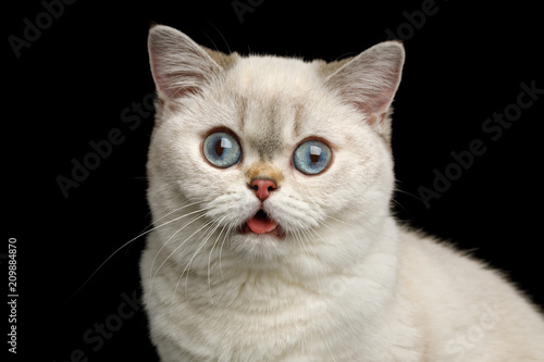 Fototapeta Naklejka Na Ścianę i Meble -  Stupid Portrait of British breed Cat White color with Blue eyes, Stare in Camera with opened mouth on Isolated Black Background, front view