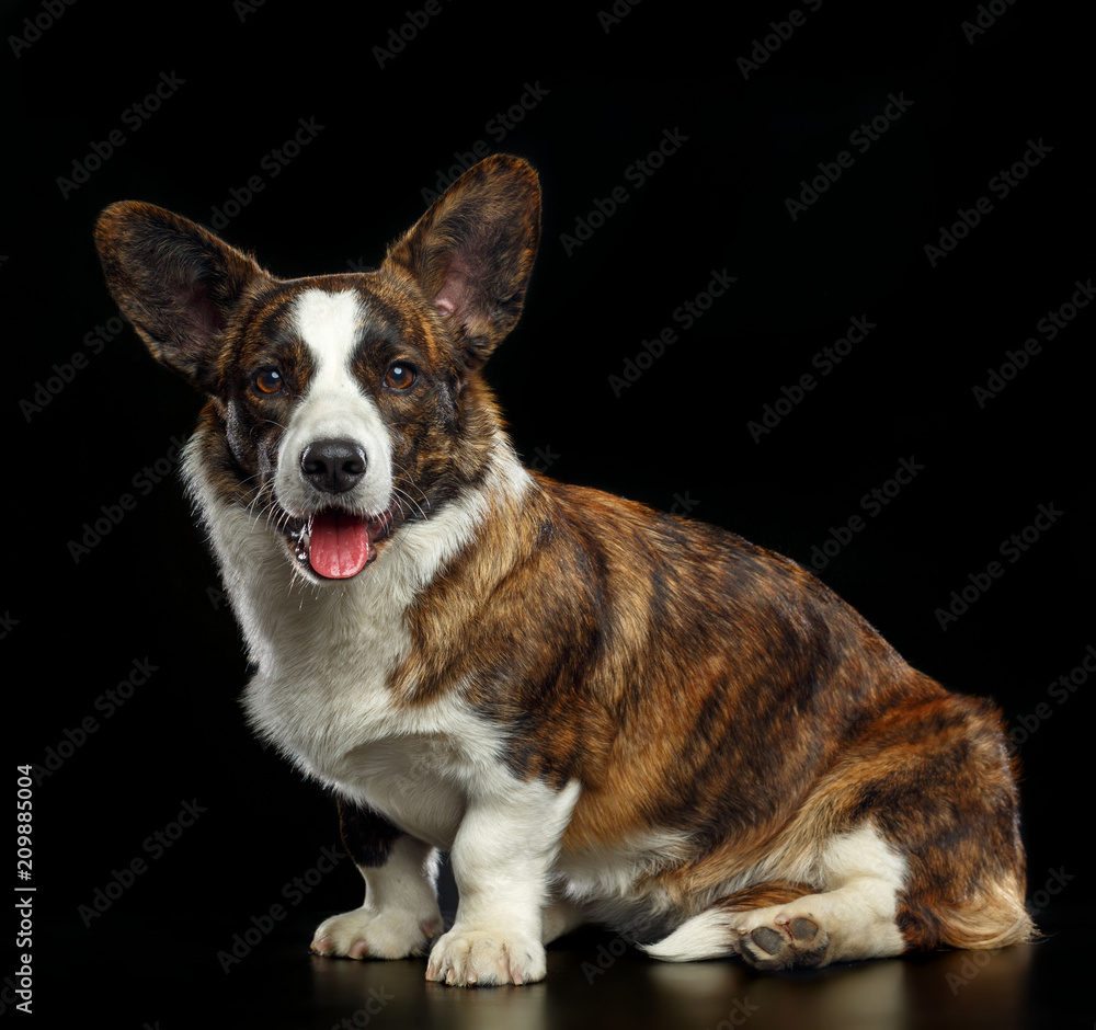 Welsh Corgi Cardigan Dog Isolated on Black Background in studio Welsh Corgi Cardigan Dog Isolated on Black Background in studio