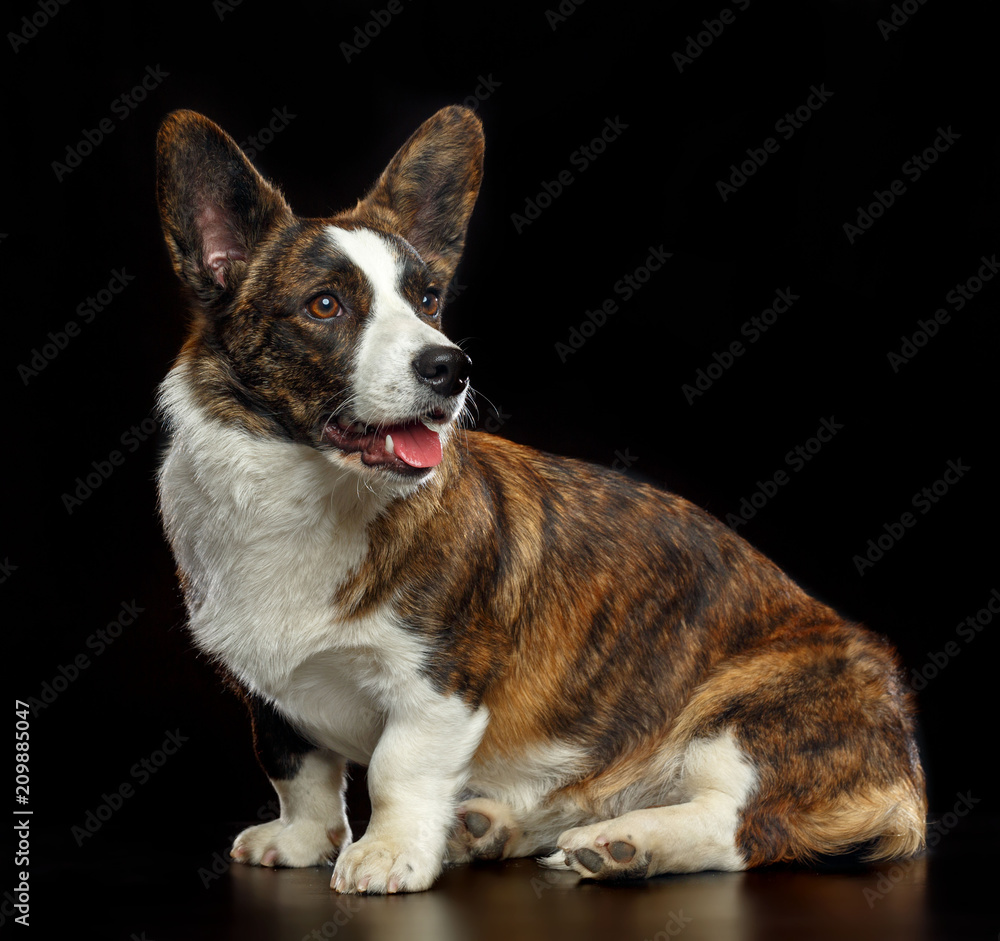 Welsh Corgi Cardigan Dog Isolated on Black Background in studio Welsh Corgi Cardigan Dog Isolated on Black Background in studio