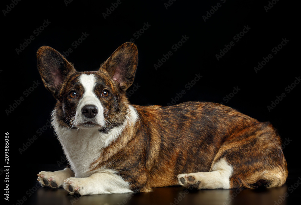 Welsh Corgi Cardigan Dog Isolated on Black Background in studio Welsh Corgi Cardigan Dog Isolated on Black Background in studio