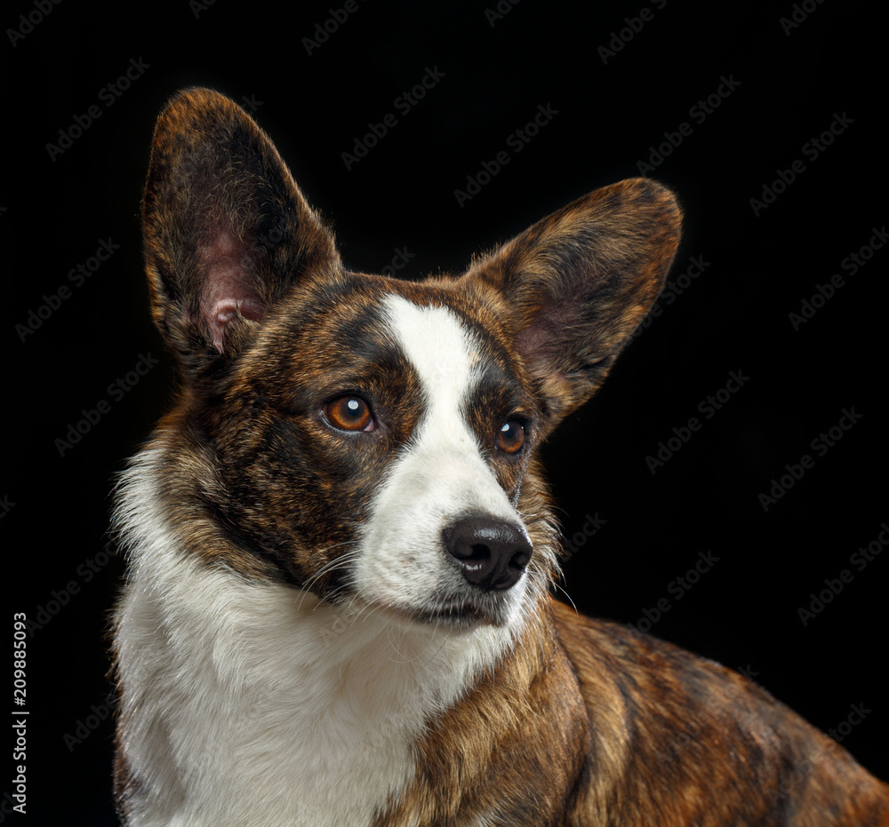 Welsh Corgi Cardigan Dog Isolated on Black Background in studio Welsh Corgi Cardigan Dog Isolated on Black Background in studio