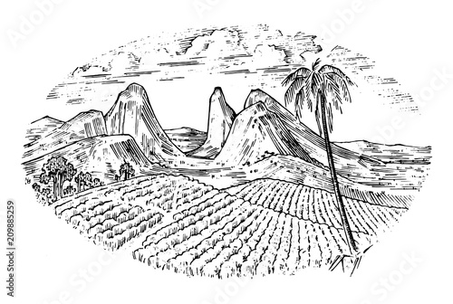Coffee field, cocoa plantation. Vintage landscape, old looking scratchboard or tattoo style for menu and signage in the bar. engraved hand drawn sketch for label or T-shirt. Wine company bottle design