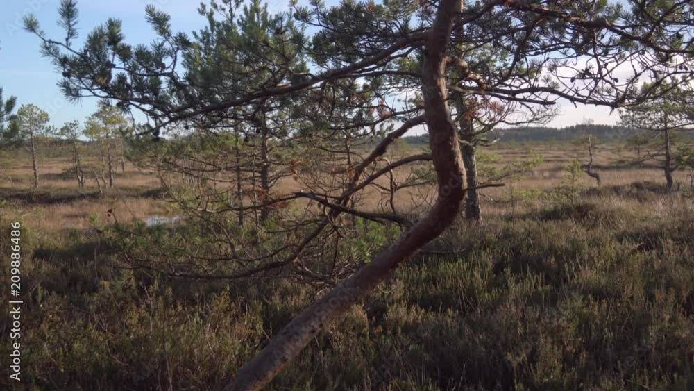The trees in the middle of the forest and the bog swamp in Finland The trees in the middle of the forest and the bog swamp in Finland