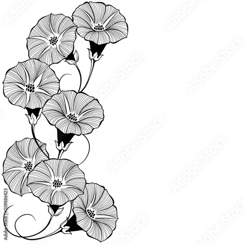 Floral design with bindweed on a white background. Vector illustration with place for text.  Greeting card, invitation or isolated elements for design.Vertical composition.