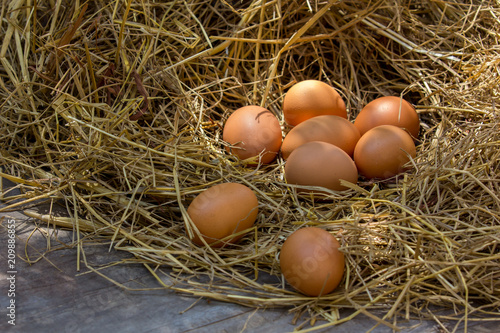 Fresh chicken eggs in the natural nest of hay
