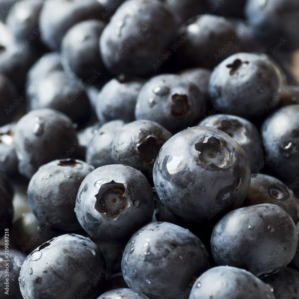 Background of ripe blueberries with dew drops Background of ripe blueberries with dew drops