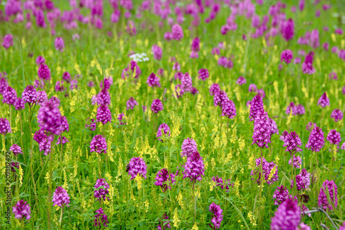 Dans la prairie