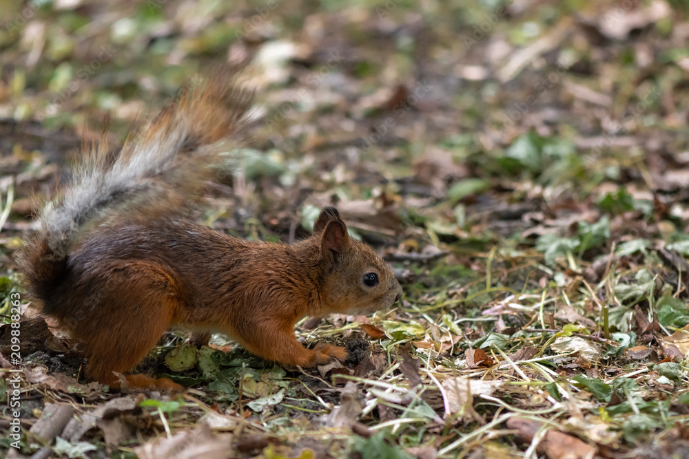 Brown squirrel during molting is sitting in the grass Brown squirrel during molting is sitting in the grass