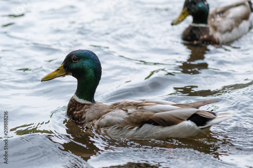 Male duck swimming in the pond