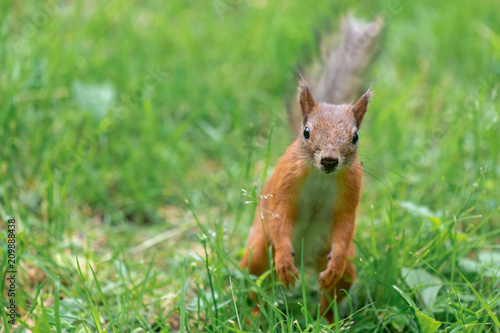 Red squirrel with dirty nose is trying to find food in the grass