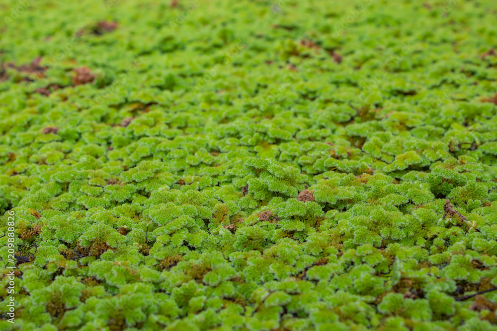 Small green trees on the surface of the water. Used as a background. Small green trees on the surface of the water. Used as a background.