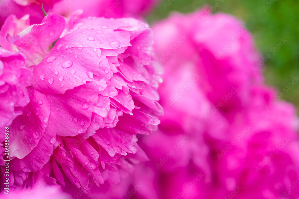 Beautiful blooming flowers of peonies in raindrops