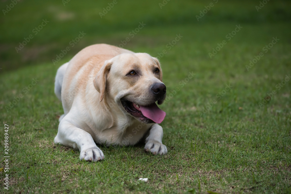 Labrador dog traning to sit down