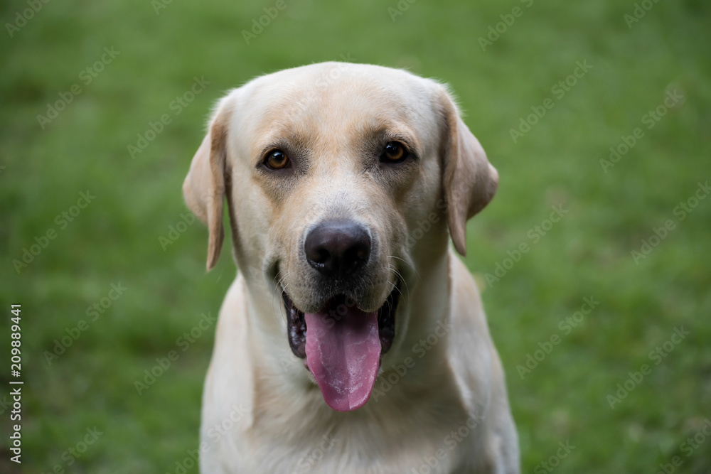 Portrait of Labrador Retriever in grass