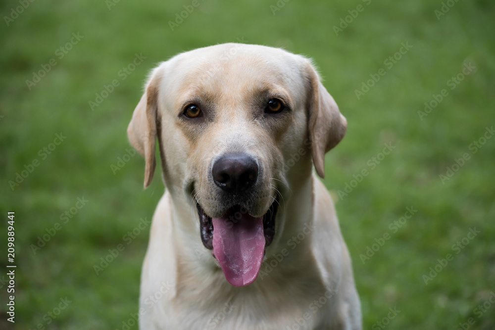 Portrait of Labrador Retriever in grass Portrait of Labrador Retriever in grass