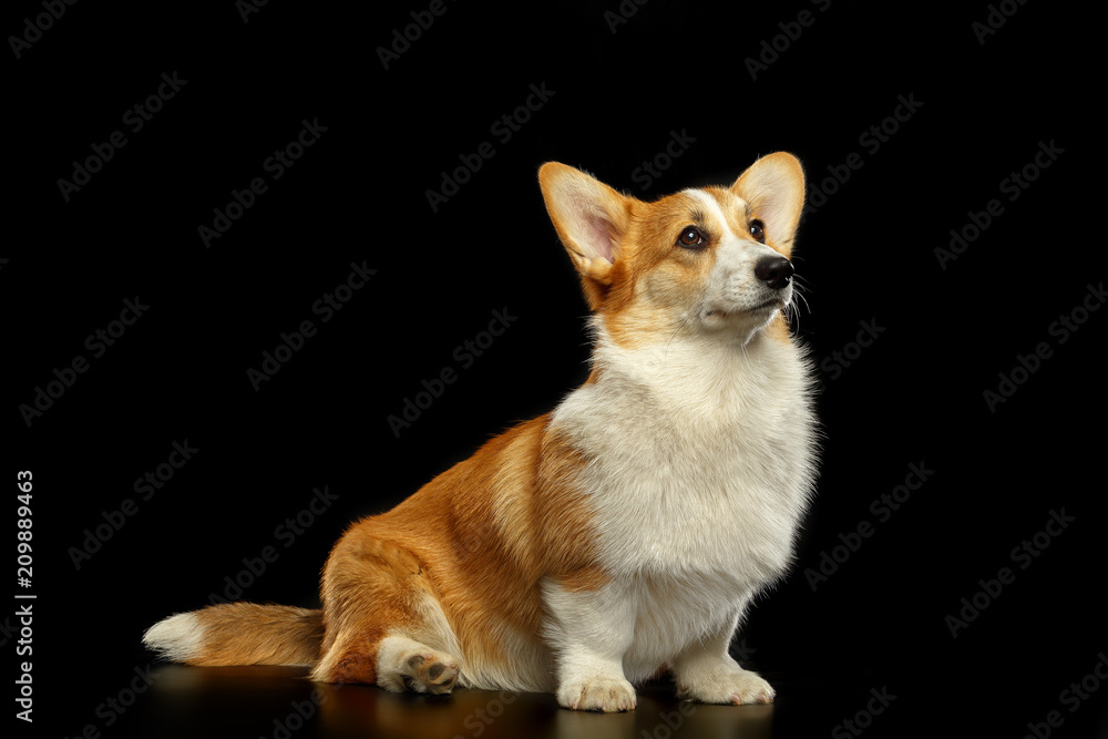 Welsh Corgi Pembroke Dog Isolated on Black Background in studio Welsh Corgi Pembroke Dog Isolated on Black Background in studio