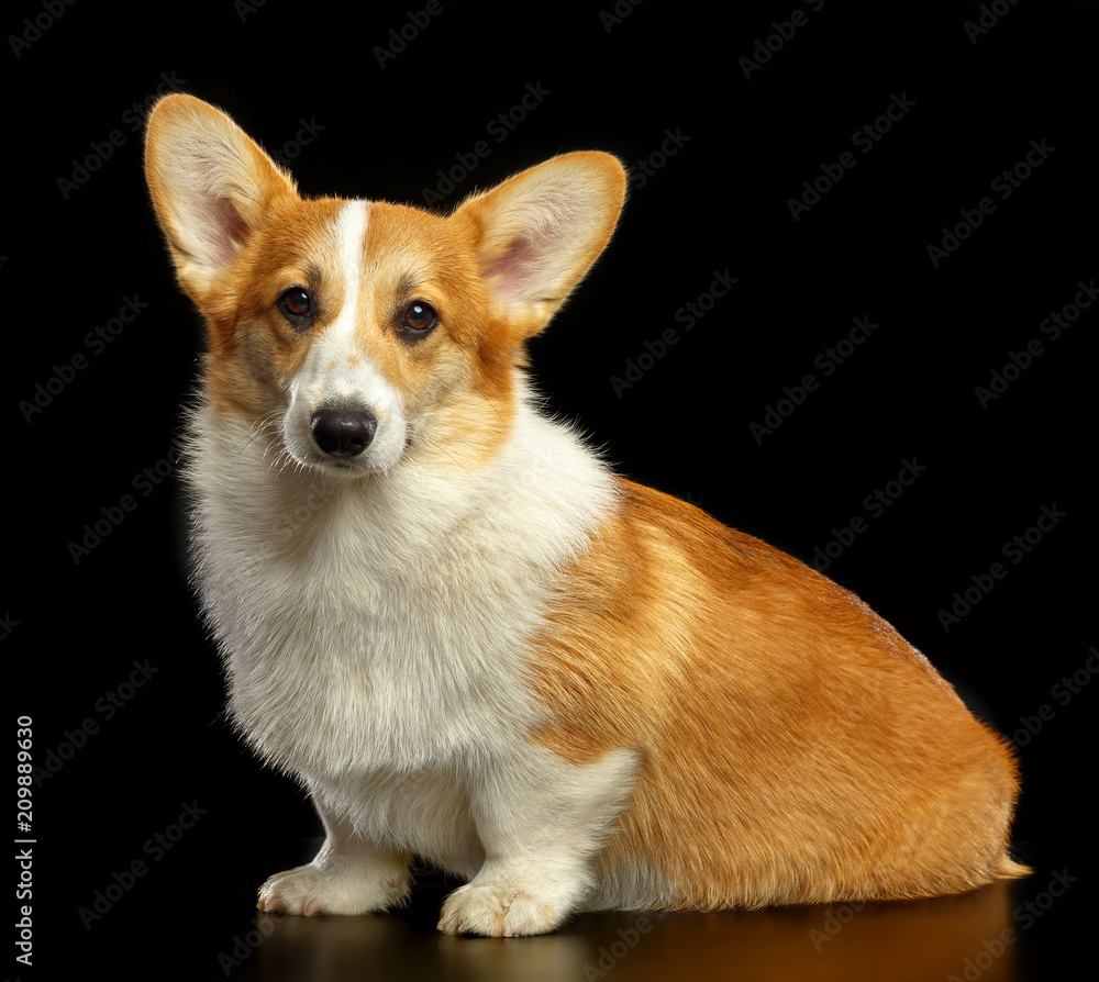 Welsh Corgi Pembroke Dog  Isolated  on Black Background in studio