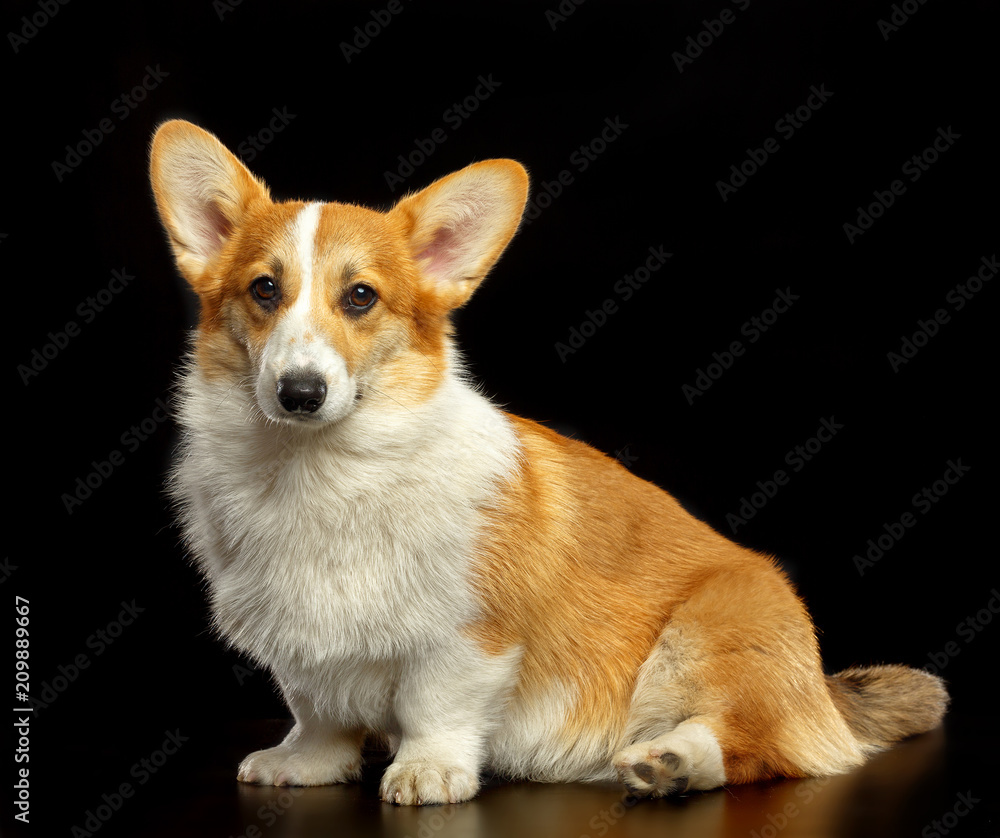 Welsh Corgi Pembroke Dog Isolated on Black Background in studio Welsh Corgi Pembroke Dog Isolated on Black Background in studio