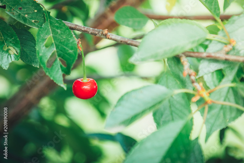 Red cherry berry on a branch in early summer