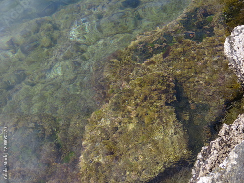 Algas marinhas