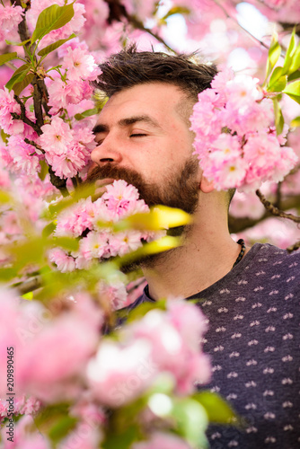 Man with beard and mustache on calm face near pink flowers. Unity with nature concept. Bearded man with fresh haircut with bloom of sakura on background. Hipster with sakura blossom in beard.