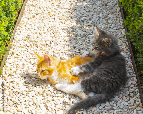 gattini belli maine coon giocano in campagna photo