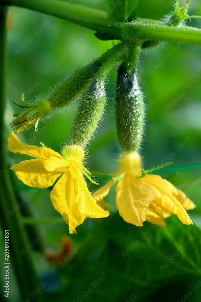 Young blooming plant cucumber with yellow flowers. Juicy fresh cucumber close-up macro on a green background of leaves