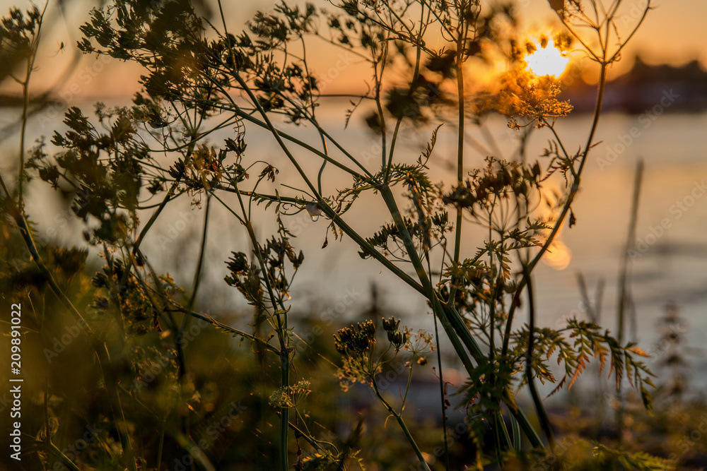 Obraz premium sunset flowers