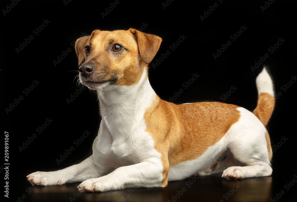 Jack Russell Terrier Dog on Isolated Black Background in studio