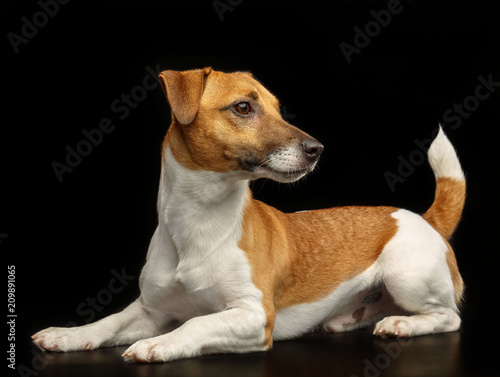 Fototapeta Naklejka Na Ścianę i Meble -  Jack Russell Terrier Dog on Isolated Black Background in studio
