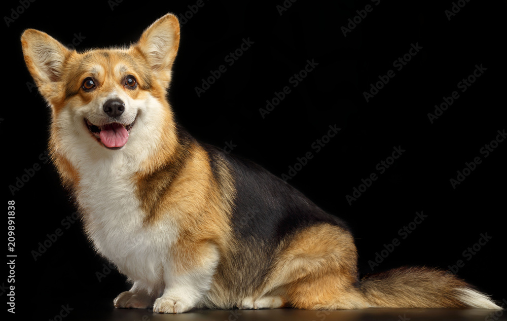 Welsh Corgi Pembroke Dog Isolated on Black Background in studio Welsh Corgi Pembroke Dog Isolated on Black Background in studio