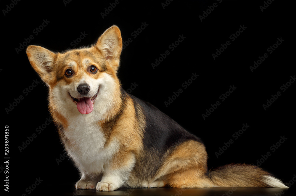 Welsh Corgi Pembroke Dog  Isolated  on Black Background in studio