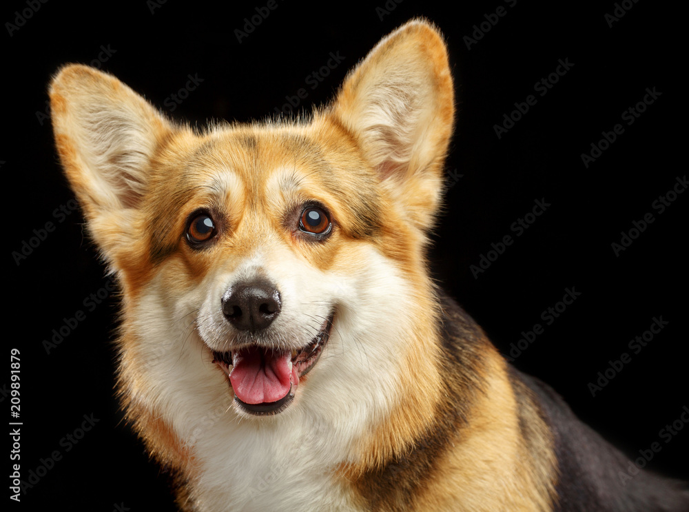 Welsh Corgi Pembroke Dog Isolated on Black Background in studio Welsh Corgi Pembroke Dog Isolated on Black Background in studio
