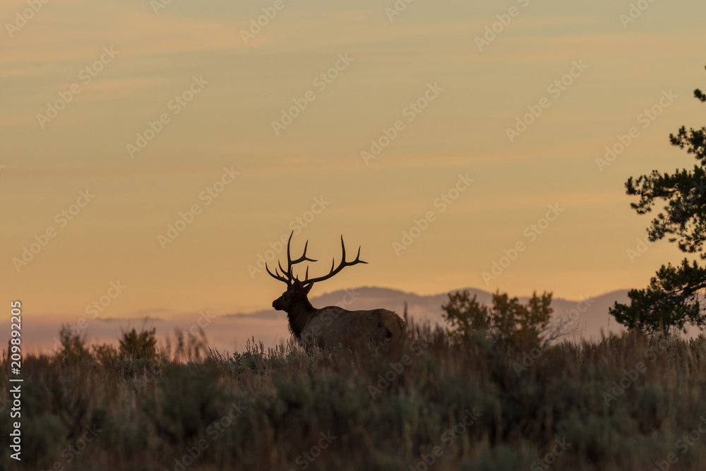 Fototapeta Bull Elk Silhouetted at Sunrise